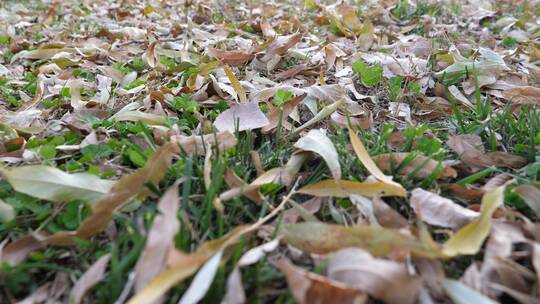 秋天草地上的落叶