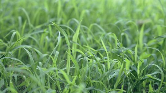 4k盛的草地小草生长视频素材模板下载