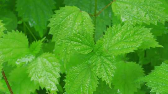 植物的慢动作特写镜头素材