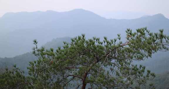 松树为前景的远山