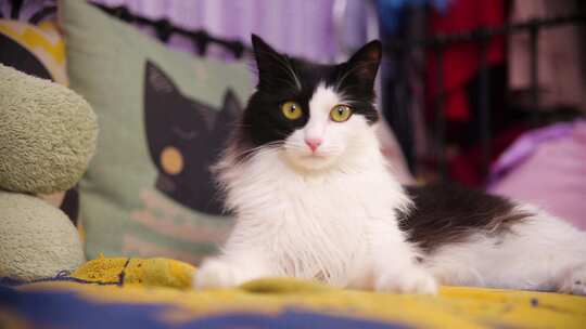 室内小猫咪独自玩耍陪伴伤心的主人撸猫日常