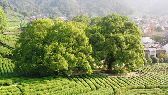 航拍杭州龙井茶产地梅家坞