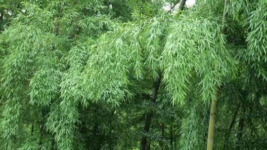 竹林竹叶禅意下雨天唯美空镜