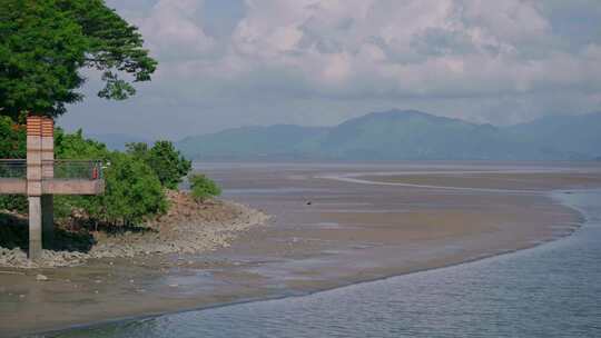 广东深圳湾滨海公园，红树林海洋生态