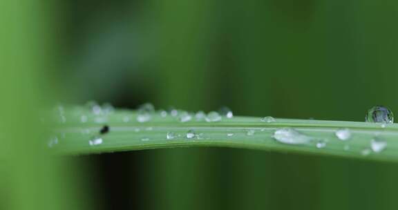 叶子上的露珠水珠雨珠特写