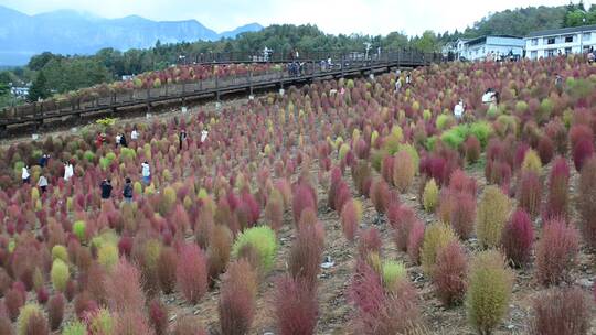 浪漫的乡村振兴植物植被地肤草