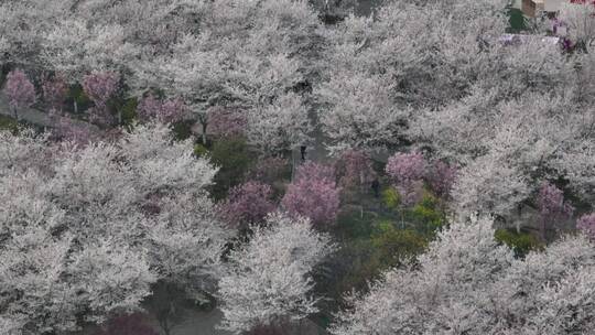 孤柏渡飞黄旅游区樱花园鲜花盛开