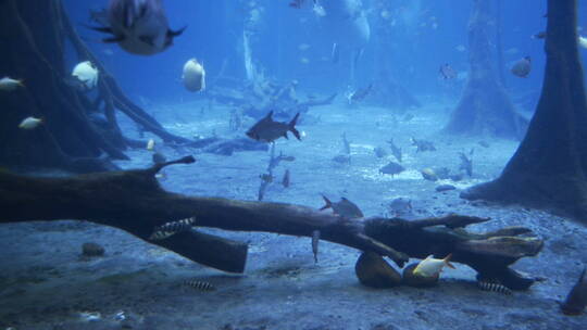 海底世界鱼视频素材模板下载
