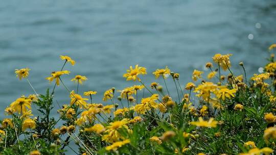 水边的花黄金菊