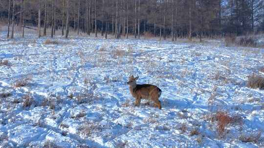 冬天树林雪地野鹿狍子