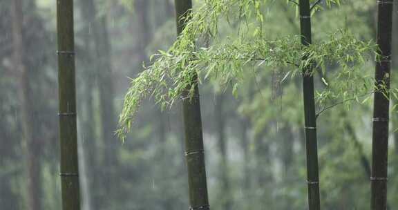 （合集8镜）下雨天竹林竹叶唯美意境禅意