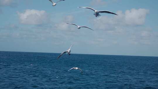 海鸥在海面飞翔升格