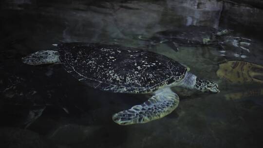 水族馆中的海龟