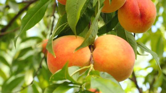 挂在树枝上的桃子