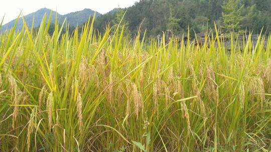 航拍水稻稻谷大米米饭农业粮食丰收稻田视频素材模板下载