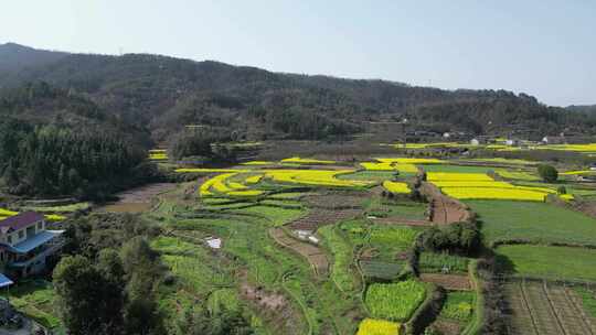 航拍乡村田野油菜花田