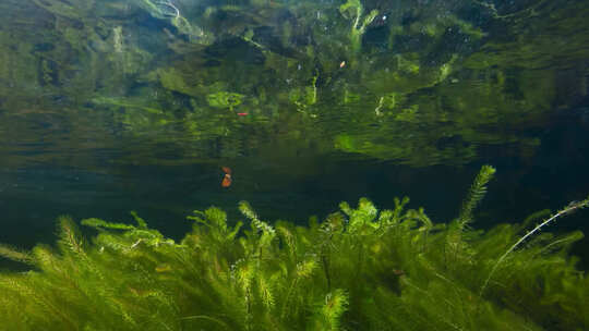 河底湖底水藻水草