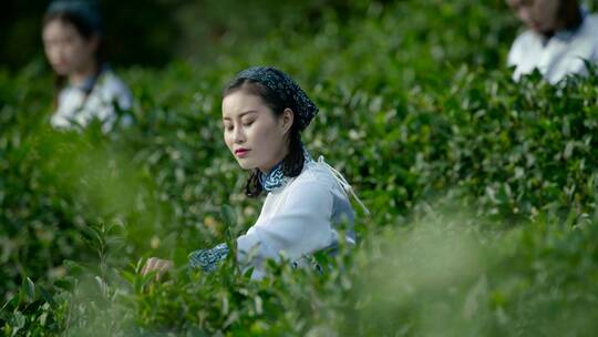 龙井 绿茶 春茶 采茶女 茶山茶园 采茶