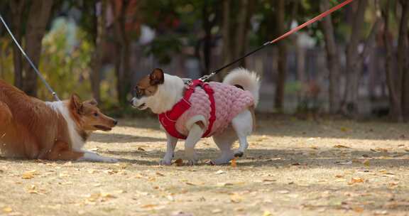 两只宠物犬宠物狗玩耍嬉戏遛狗