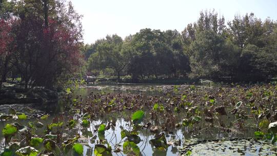 杭州西湖景区曲院风荷风景