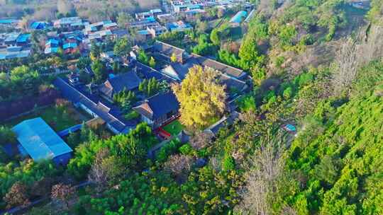 西安古观音禅寺千年银杏树