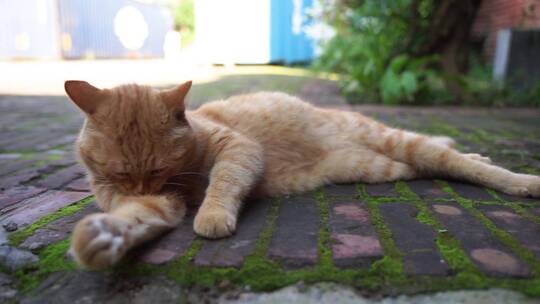 橘猫躺在地上打理自己视频素材模板下载