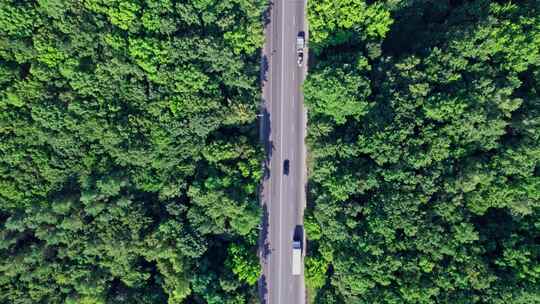 森林，道路，汽车，树顶