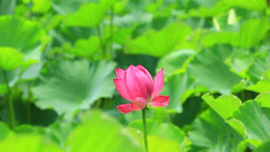 成都望丛祠夏日荷花盛开实拍素材