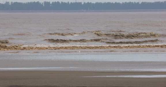 杭州市钱塘江潮水生态湿地白鹭