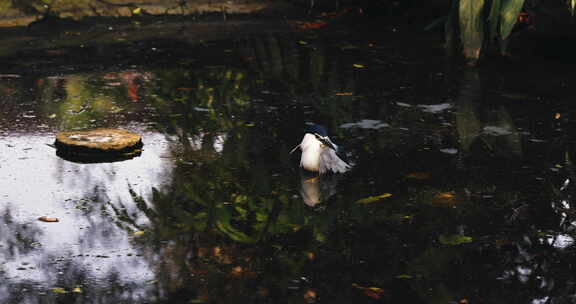 栖息在水潭中的鸟