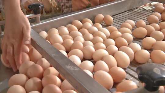 鸡蛋生产 蛋品