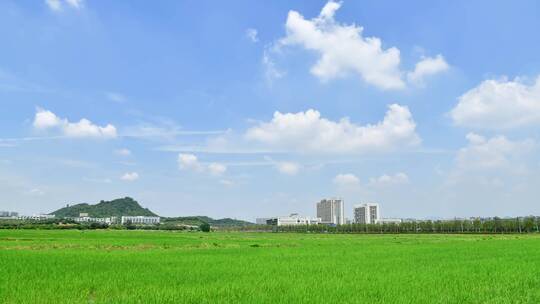 夏天稻田延时阳光树叶唯美光影