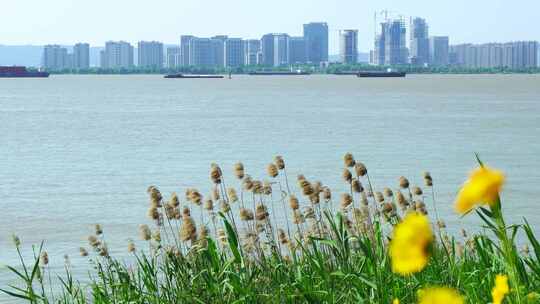 夏天南京河西江心洲长江岸边的芦苇和金鸡菊