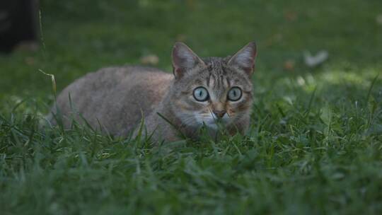 猫咪在草地山玩耍