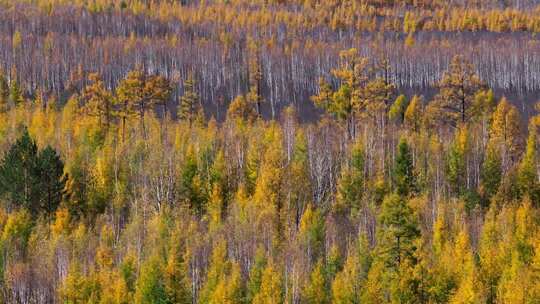 大兴安岭呼伦贝尔秋天航拍
