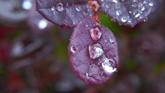 户外下雨植物叶子上的水珠环境声