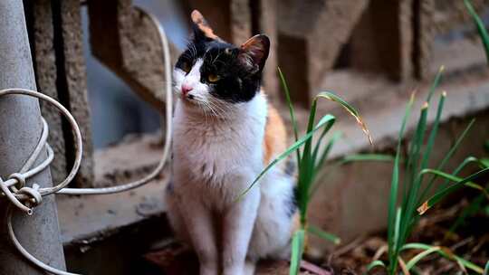 楼顶玩耍的中华田园猫三花猫