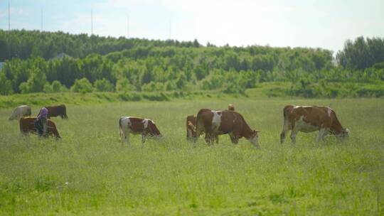 牧民在草原湿地上放牧的牛群