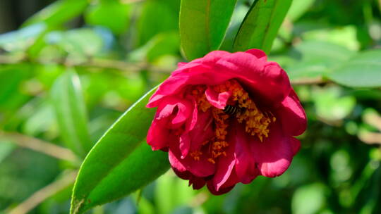 花园蜜蜂飞舞采蜜 山茶花