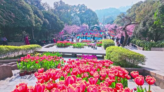 重庆南山植物园樱花视频素材模板下载