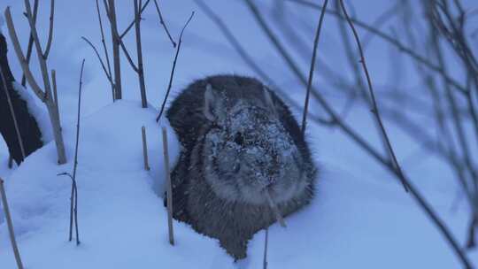 野外雪地进食的兔子