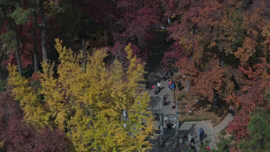 苏州天平山枫叶红了视频素材模板下载