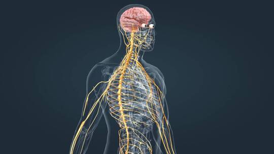 医疗中枢周围神经系统医学3D人体科学动画视频素材模板下载