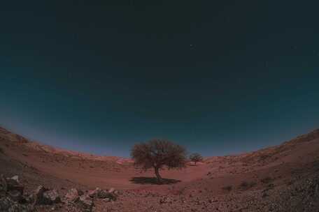 星空延时 胡杨树 边疆 戈壁 银河 星轨 沙漠