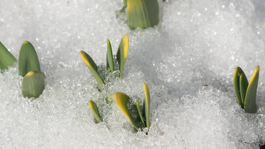 冰雪融化的植物生长