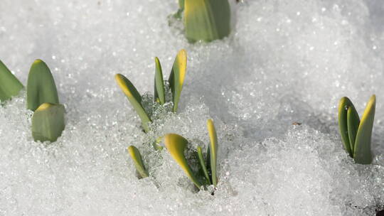 冰雪融化的植物生长视频素材模板下载