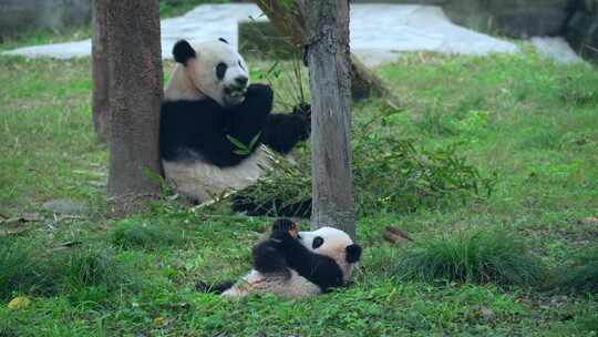 动物园大熊猫母子幼崽视频合集