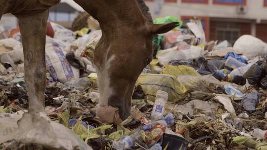 马在垃圾堆中吃东西