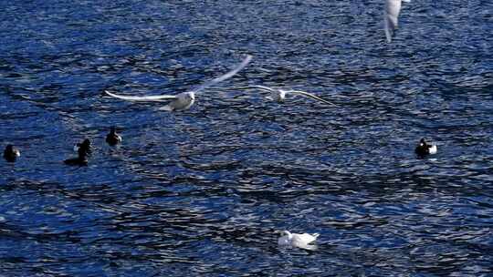 海面上海鸥与鸭子同框画面
