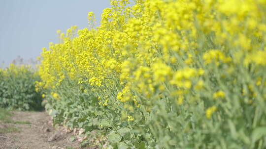 春天农村油菜花海蜜蜂采蜜